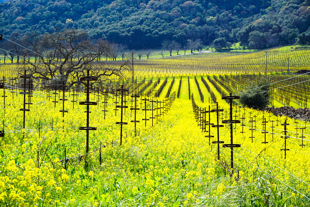 Mustard flowers growing on rolling vineyard hills