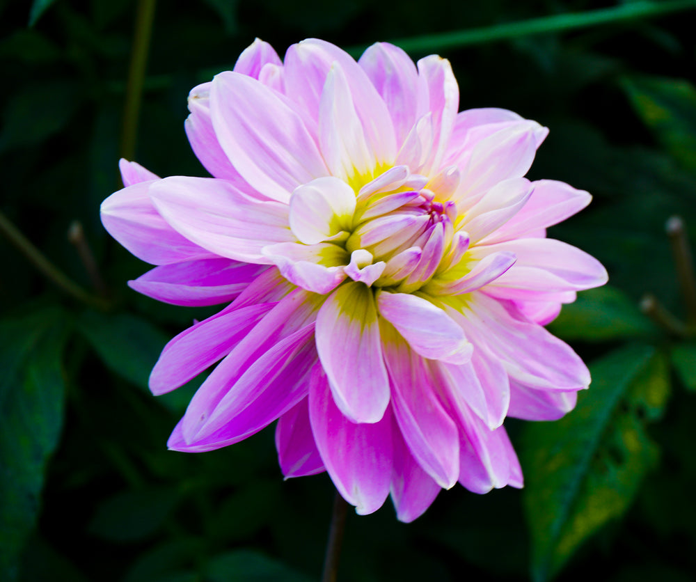 pink and yellow flower 