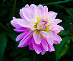 pink and yellow flower 