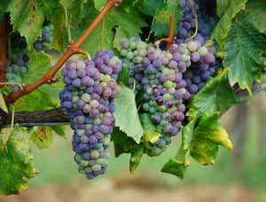 
                  
                    Purple and green grapes hanging from a vine
                  
                