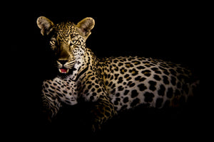 
                  
                    Leopard in the dark
                  
                