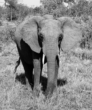 
                  
                    Elephant in the bush in black and white
                  
                