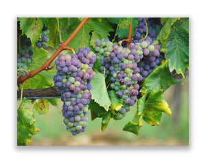 
                  
                    Veraison
                  
                